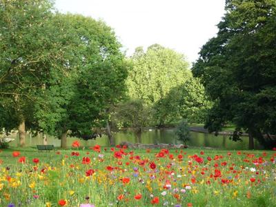 Park Poppies